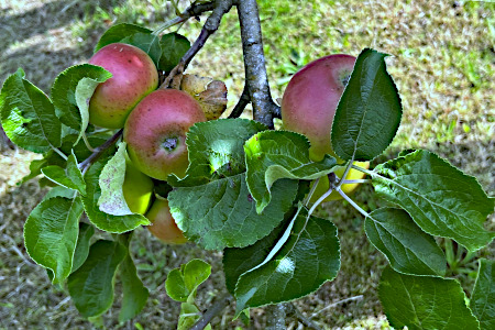 Future Orchard