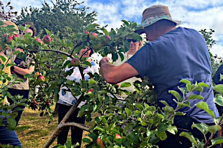 Winter Orchard pruning